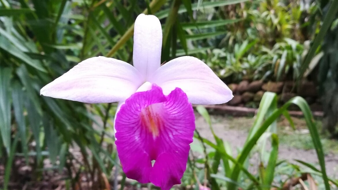 Al Ritmo de San Martín (I)